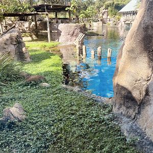 Nile Hippopotamus Exhibit