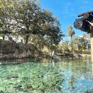 Nile Hippopotamus Exhibit
