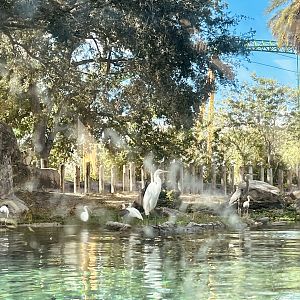 Great Egret and Great Blue Heron