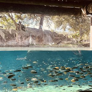 African Fishes and Native Florida Waterbirds