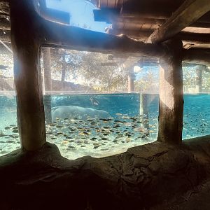 Nile Hippopotamus Exhibit