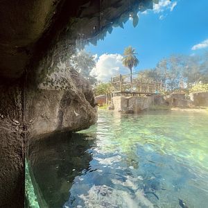 Nile Hippopotamus Exhibit