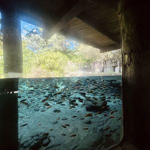 Nile Hippopotamus Exhibit