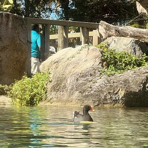 Common Gallinule and Nile Hippopotamus Contact Area