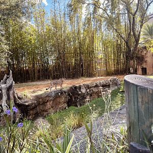 Cheetah Exhibit