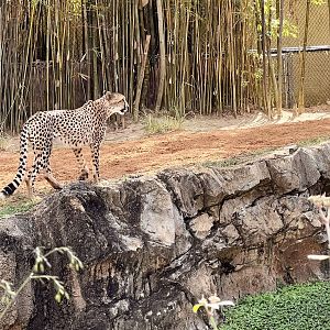 Cheetah