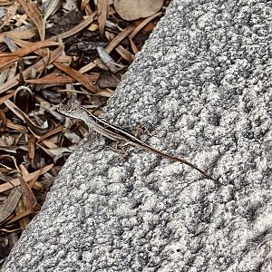 Wild Lizard near parking area