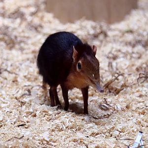 Black and Rufous Sengi (Rhynchocyon petersi)