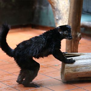 Stewart the Blue-eyed Black Lemur (1990-2022)