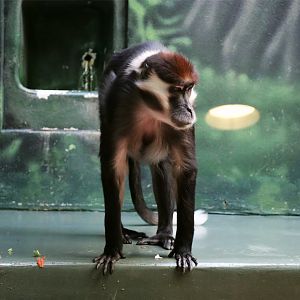 Storm the Red-capped Mangabey