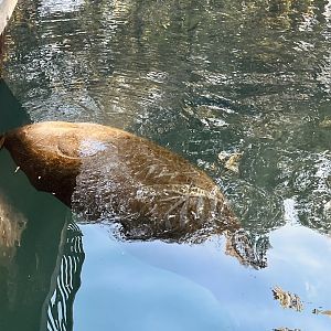 Manatee