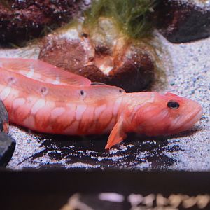 Ocellated deepwater eelpout (Gymnelopsis ocellata)