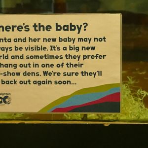 Sign in the Ape House, 12 December 2022