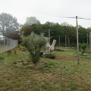 Iberian Lynx enclosure