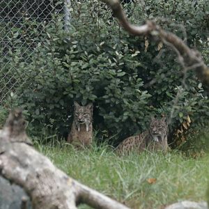 Iberian Lynx (Lynx pardinus)