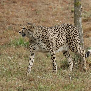 Southafrican Cheetah