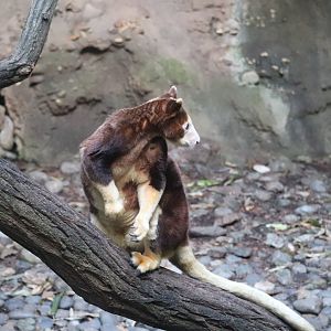 JungleWorld - Matschie’s Tree-Kangaroo