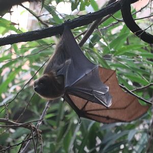 JungleWorld - Rodrigues fruit bat