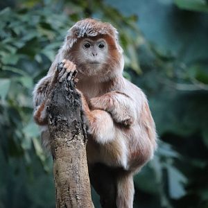 JungleWorld - Ebony Langur