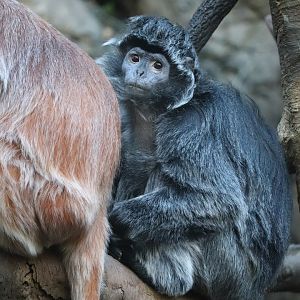 JungleWorld - Ebony Langur
