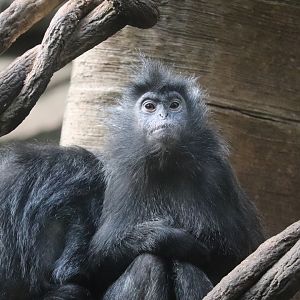 JungleWorld - Silvered Leaf Monkey