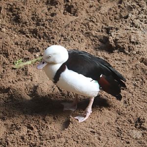 JungleWord - Radjah Shelduck