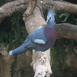 JungleWord - Victoria Crowned-Pigeon