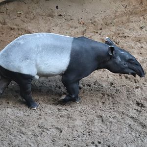 JungleWord - Malayan Tapir
