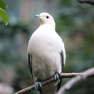 JungleWord - Pied Imperial Pigeon