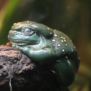 JungleWorld - Magnificent Tree Frog