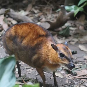 JungleWorld - Greater Malayan Chevrotain
