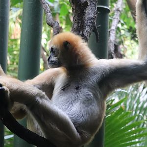 JungleWorld - White-Cheeked Gibbon