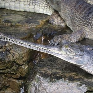 JungleWorld - Gharial
