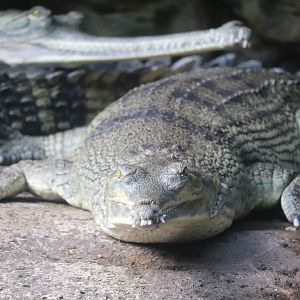 JungleWorld - Gharial
