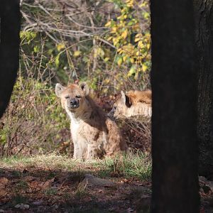 African Plains - Spotted Hyena