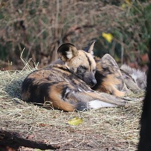 African Plains - African Painted Dog