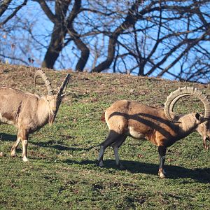 Baboon Reserve - Nubian Ibex