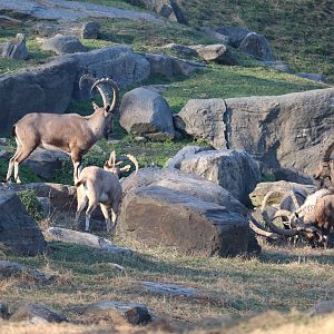 Baboon Reserve - Nubian Ibex