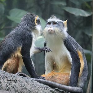 Congo Gorilla Forest - Wolf's Mona Monkey