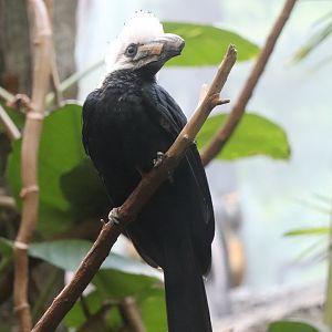 Congo Gorilla Forest - Long-Tailed Hornbill