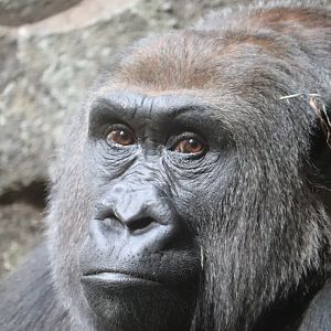 Congo Gorilla Forest - Western Lowland Gorilla