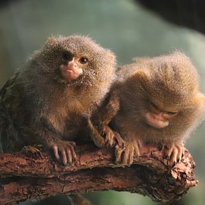 Congo Gorilla Forest - Pygmt Marmoset
