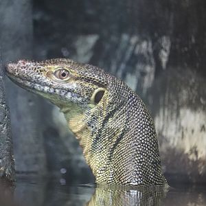 Zoo Center - Mertens Water Monitor