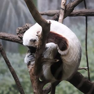 Madagascar! - Coquerel’s Sifaka