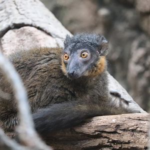 Madagascar! - Collared Brown Lemur
