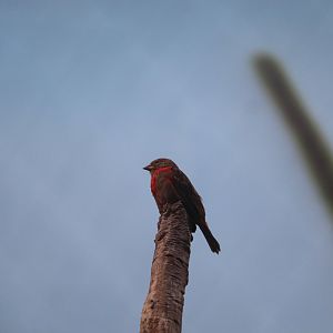 Madagascar! - Red Fody