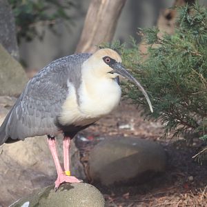 Astor Court -  Black-Faced Ibis