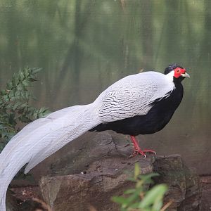Astor Court - Silver Pheasant