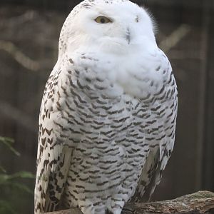 Birds of Prey - Snowy Owl