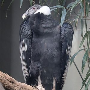 Birds of Prey - Andean Condor